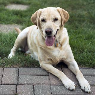 Labradorinnoutaja | Suosituimmat koirarodut